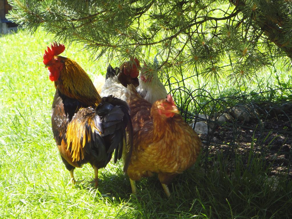 Kirchenbichlerhof Farm stay Pruggern